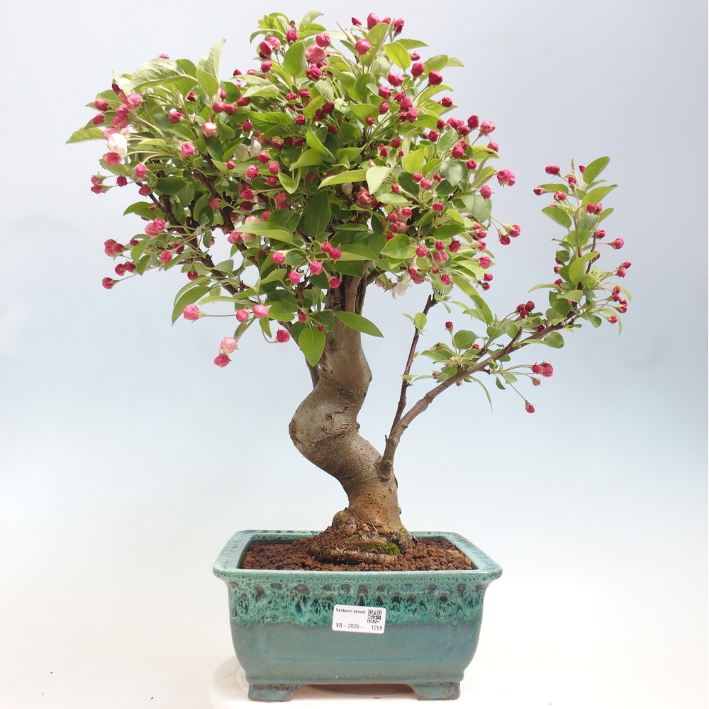 Venkovní bonsai -Malus halliana - Maloplodá jabloň