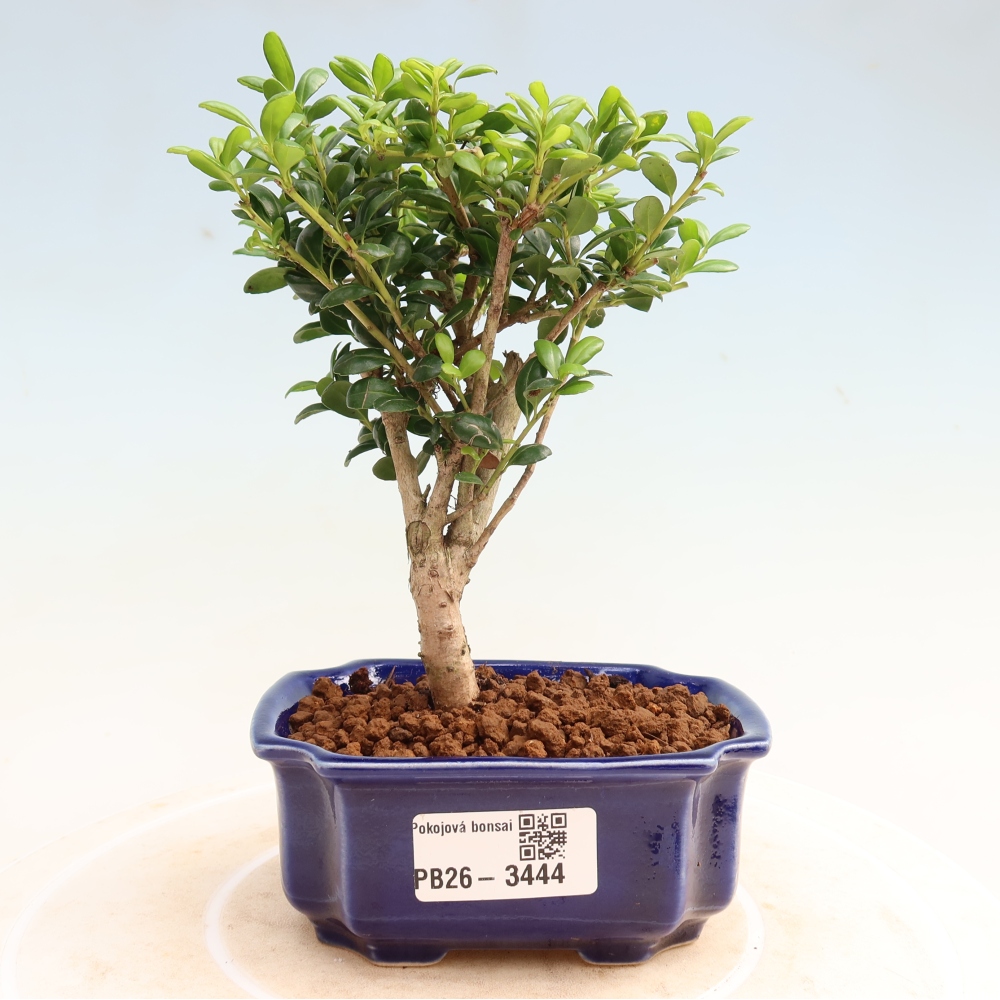 Pokojová bonsai - Ilex crenata - Cesmína