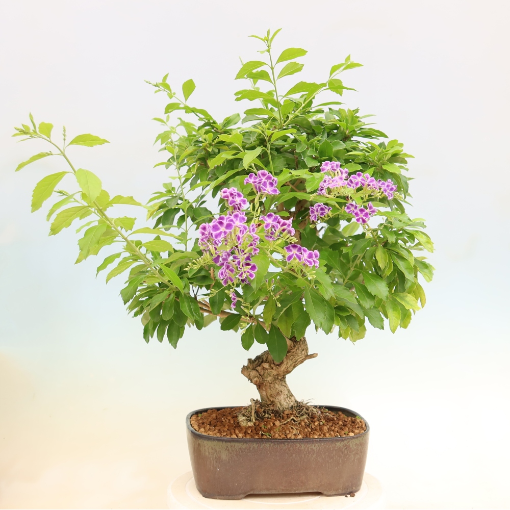 Pokojová bonsai - Duranta erecta Aurea