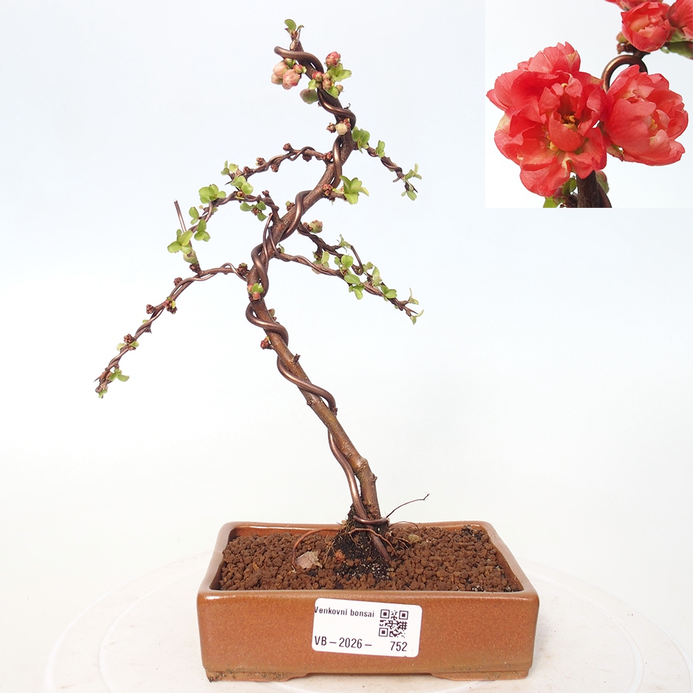 Venkovní bonsai - Chaneomeles s. Red Joy - Kdoulovec 