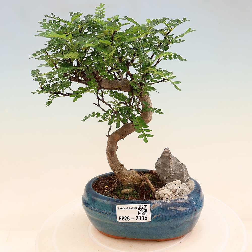 Pokojová bonsai - Zantoxylum piperitum - Pepřovník