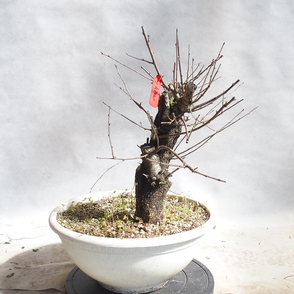 Venkovní bonsai -Mahalebka - Prunus mahaleb