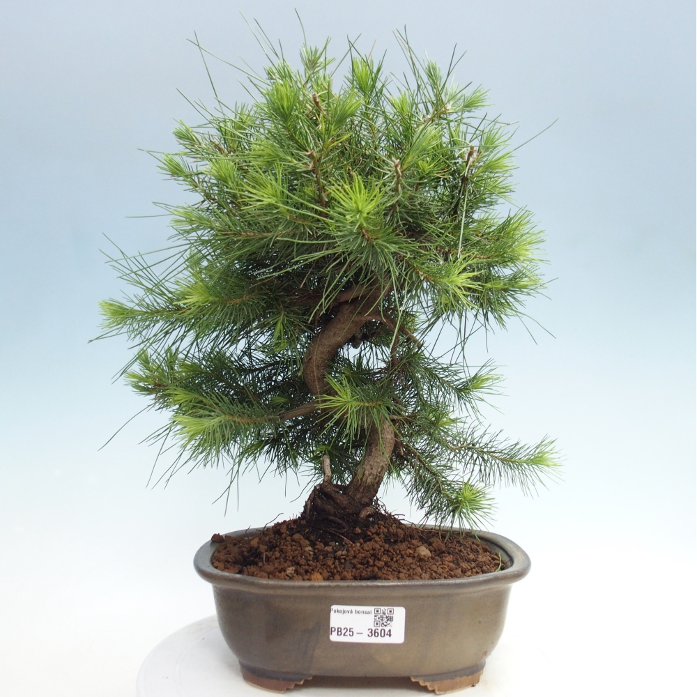Pokojová bonsai-Pinus halepensis-Borovice alepská