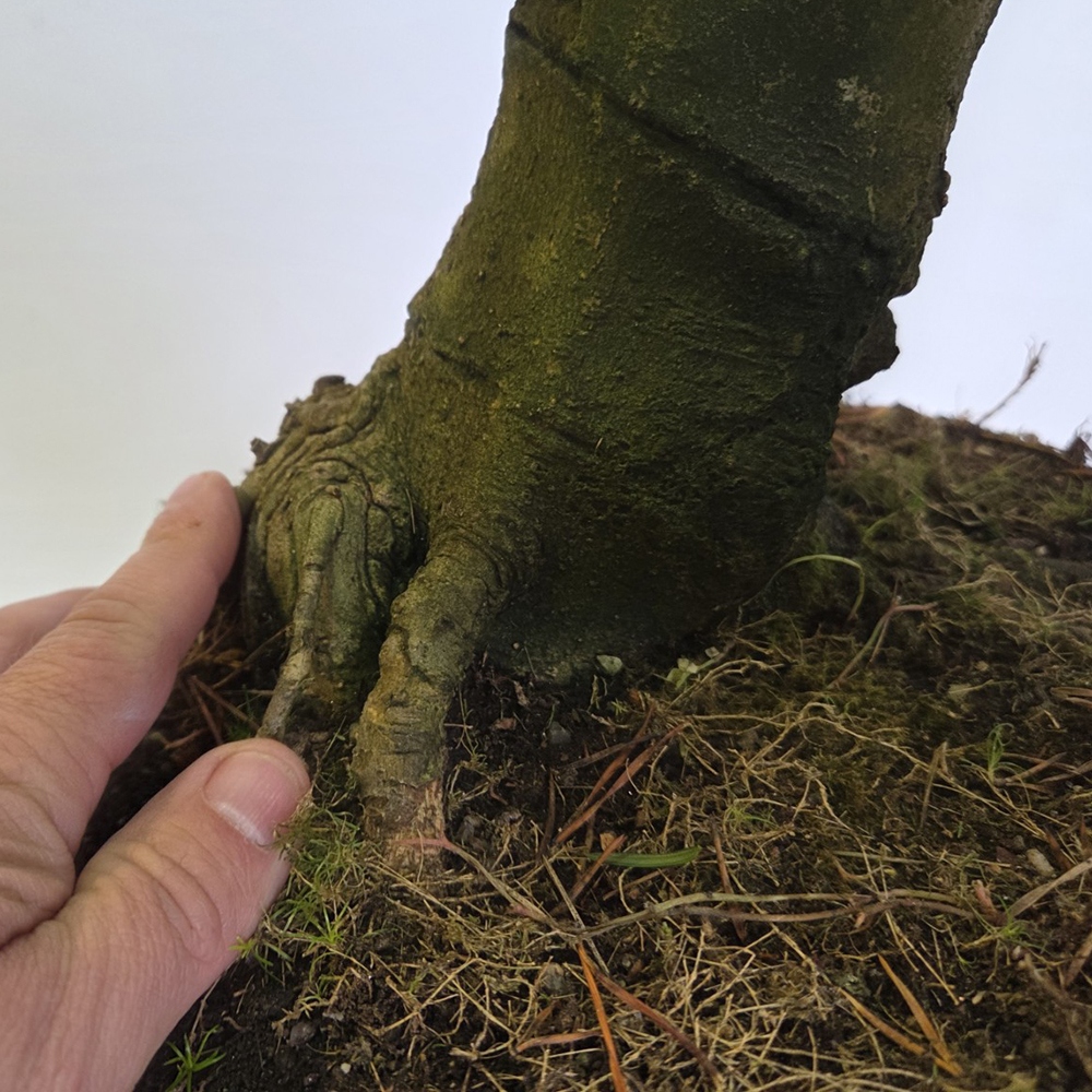Venkovní bonsai - magnolia - Šácholan