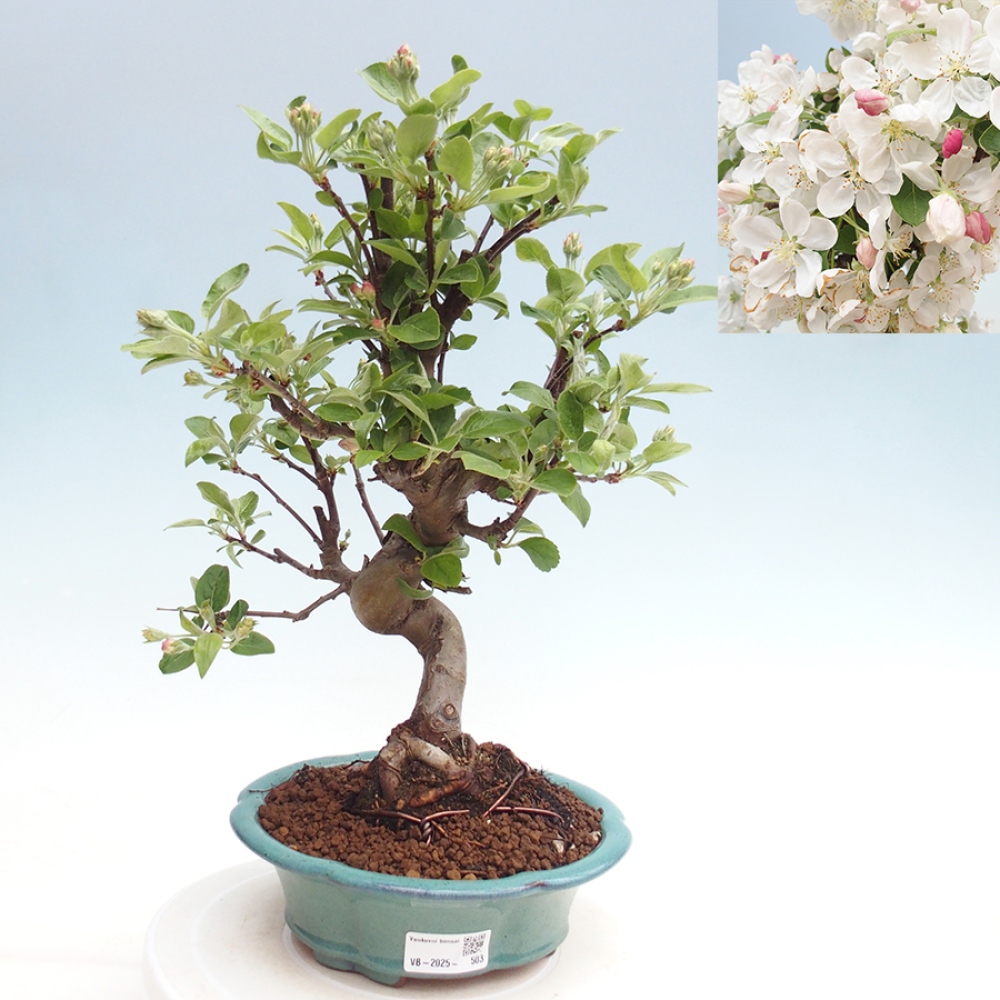Venkovní bonsai -Malus halliana - Maloplodá jabloň