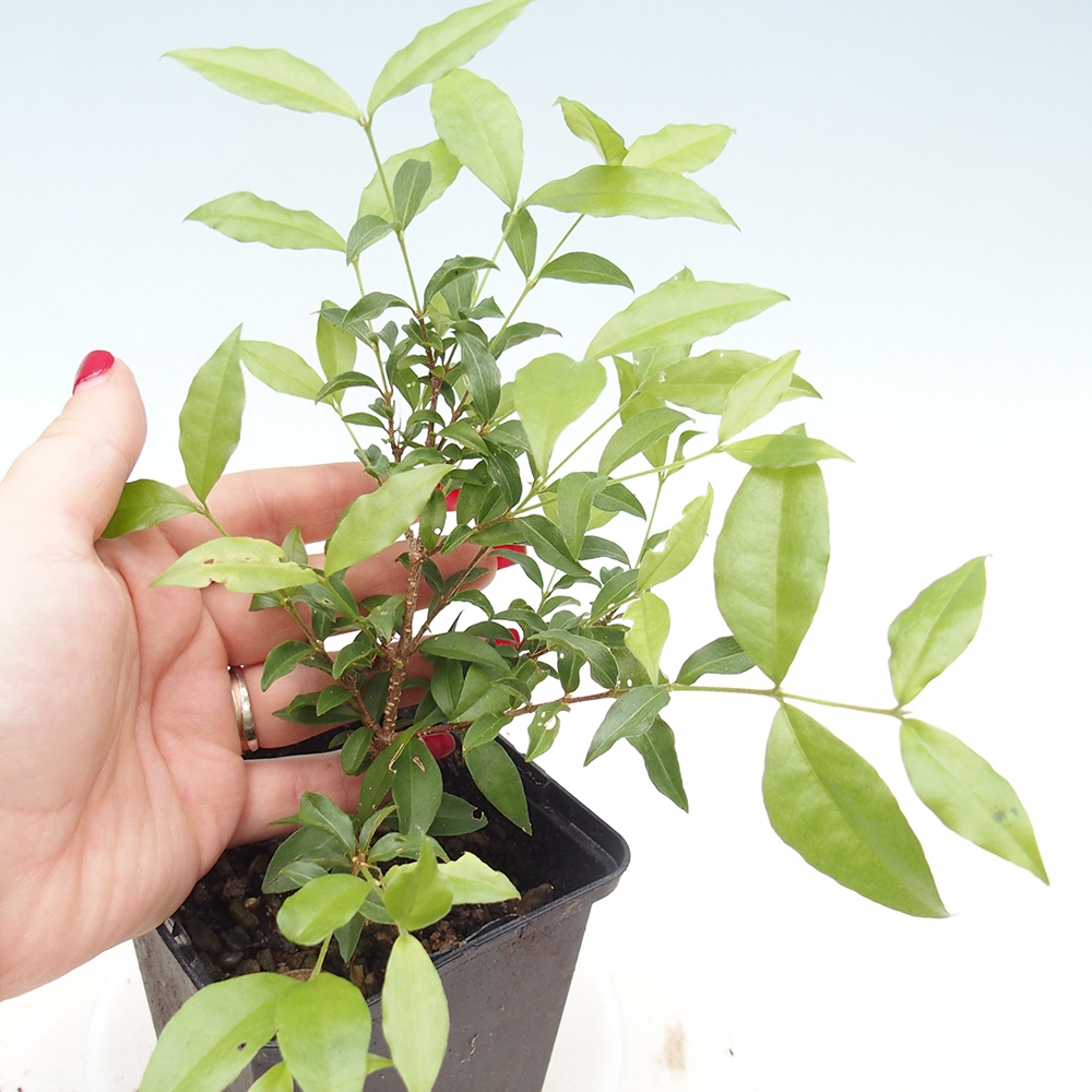 Pokojová bonsai - Malpighia coccigera- Barbdorská třešeň v kontejneru