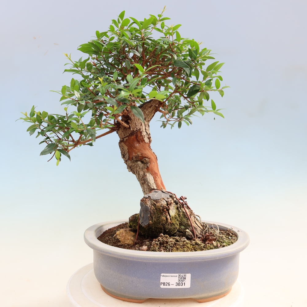 Pokojová bonsai - Myrtus communis - Myrta obecná