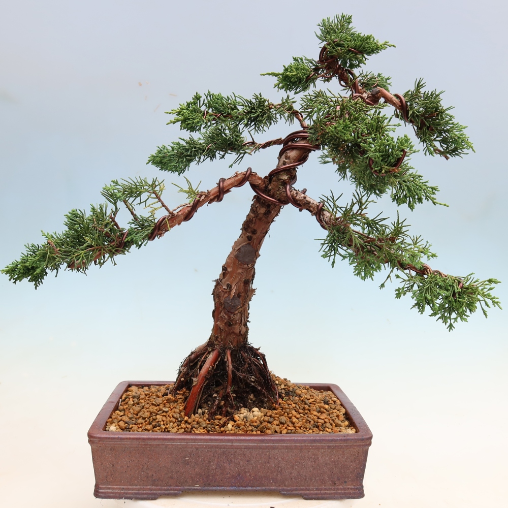 Venkovní bonsai - Juniperus chinensis Kishu -Jalovec čínský