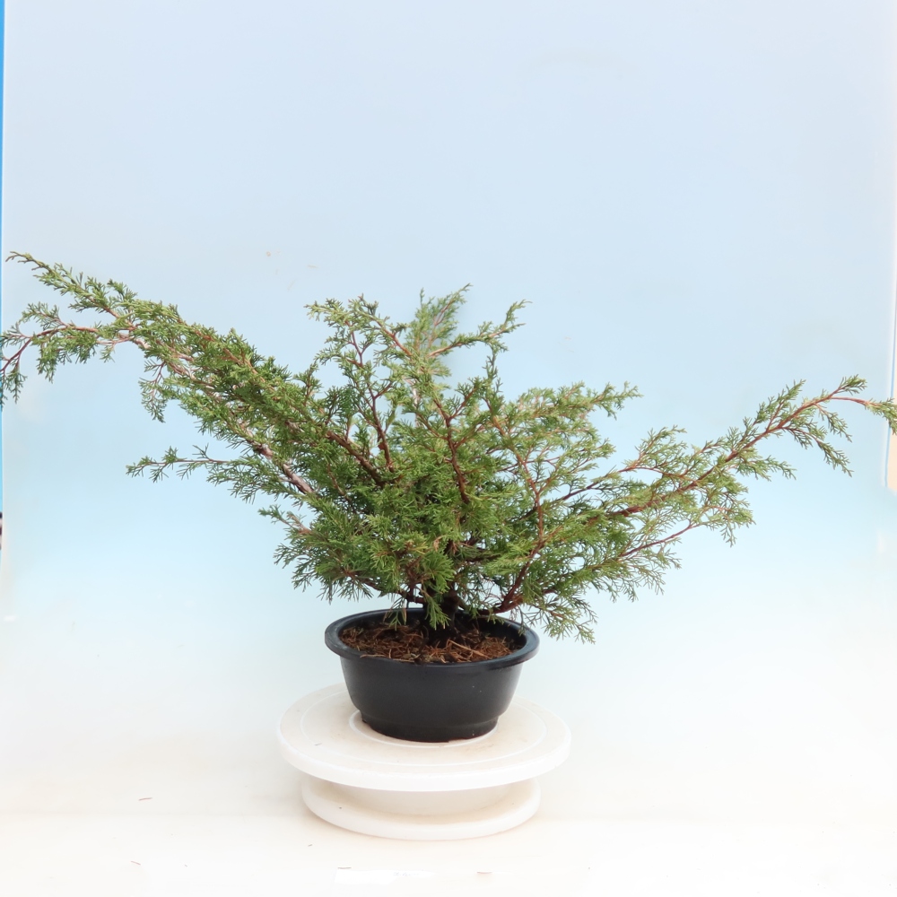Venkovní bonsai - Juniperus chinensis Itoigawa - Jalovec čínský