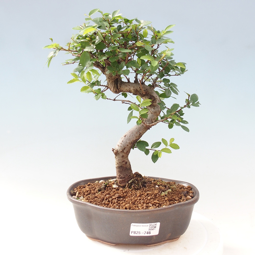 Pokojová bonsai - Ulmus parvifolia - Malolistý jilm