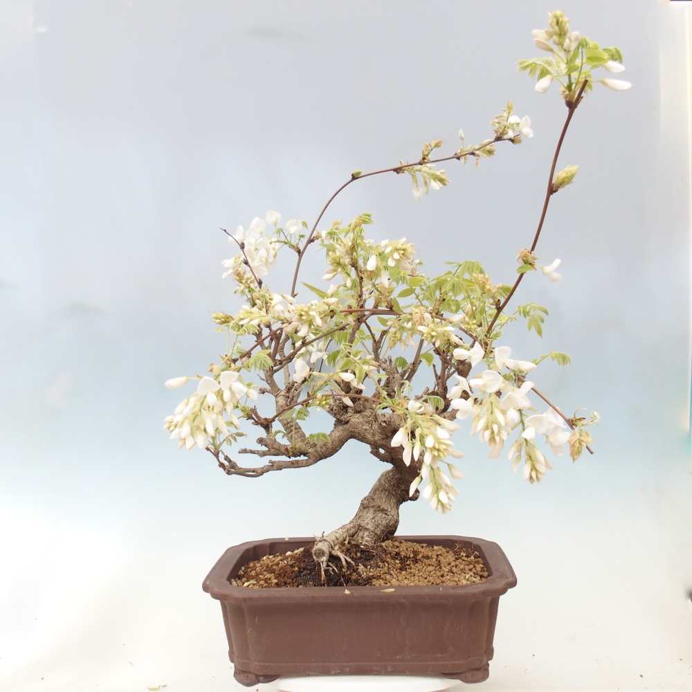 Venkovní bonsai - Vistarie  - Wisteria 