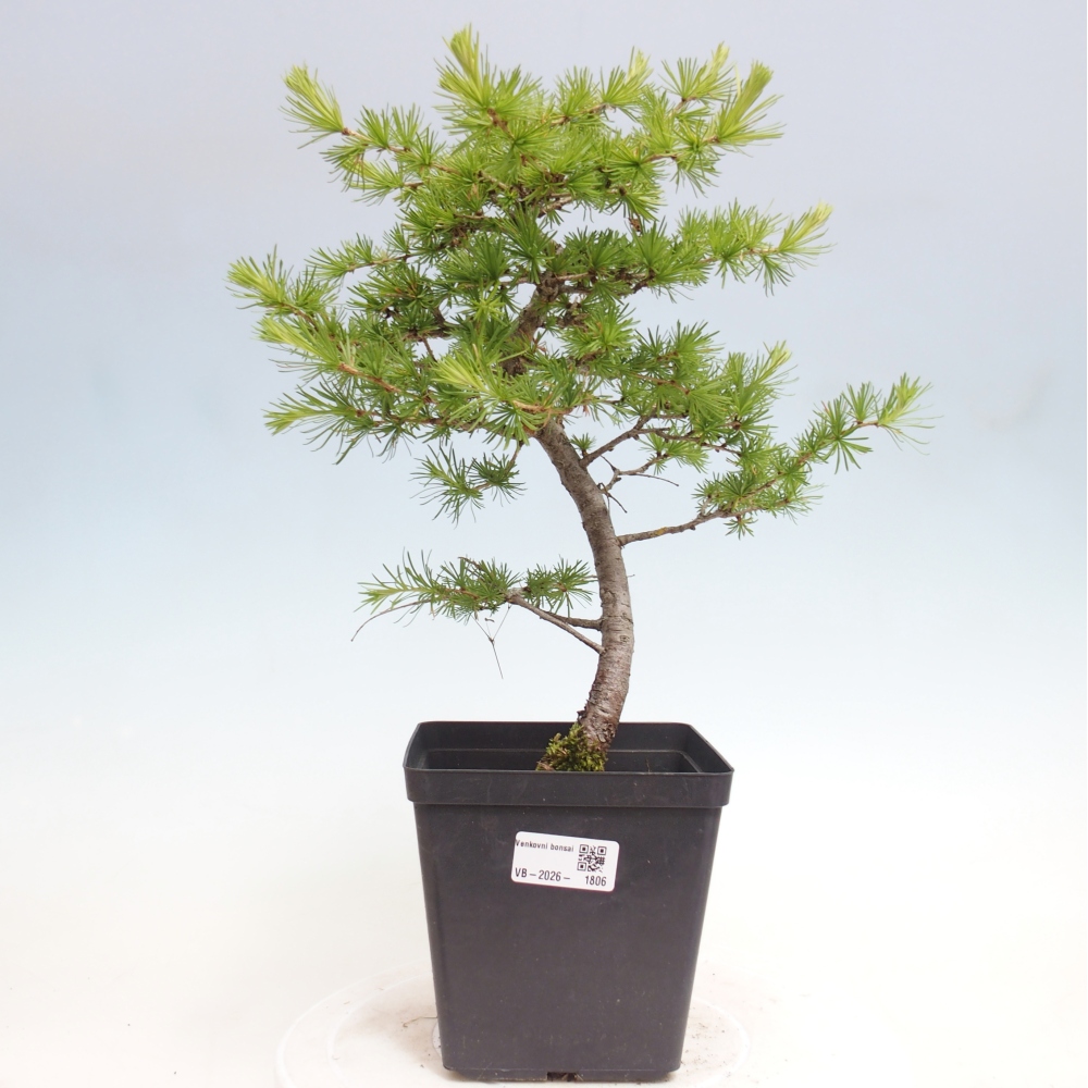 Venkovní bonsai -Larix decidua - Modřín opadavý 