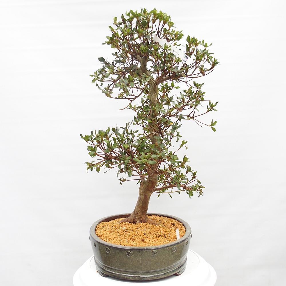 Venkovní bonsai - Japonská azalka - Azalea Ruka