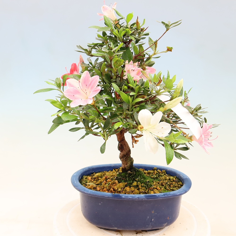 Venkovní bonsai - Japonská azalka - Azalea Senhime