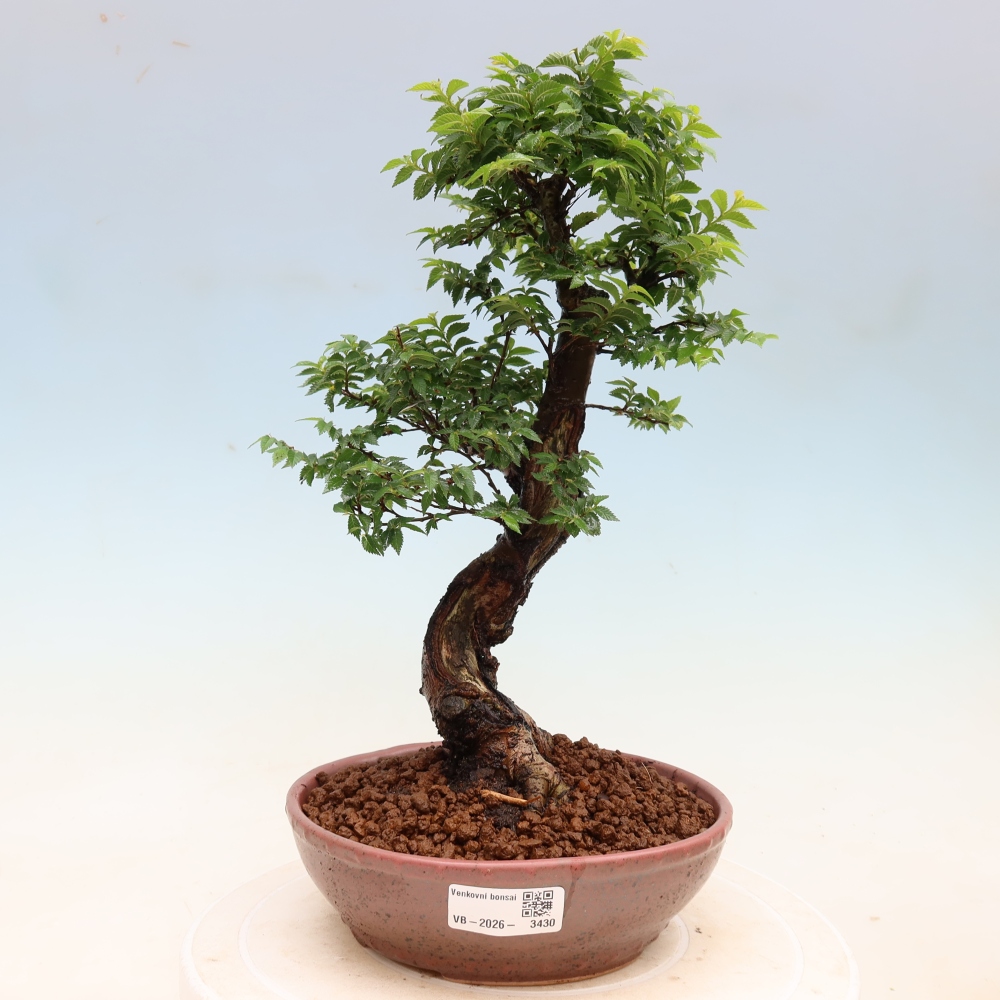 Venkovní bonsai - Ulmus Jacqueline Hillier - Jilm nádherný
