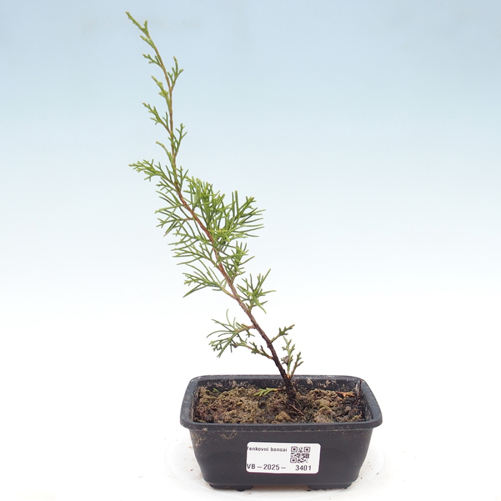Venkovní bonsai - Juniperus chinensis Itoigawa -Jalovec čínský