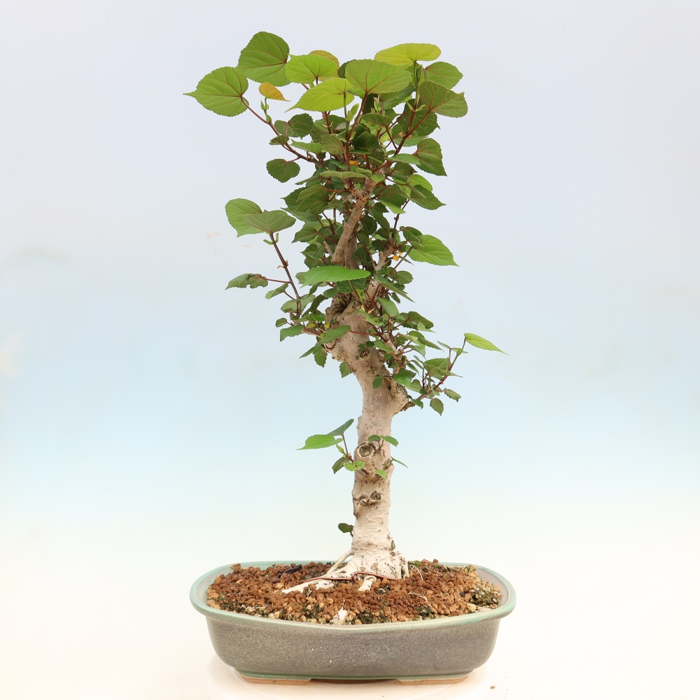 Pokojová bonsai - Hibiscus tiliaceus - Ibišek lípovitý, morský