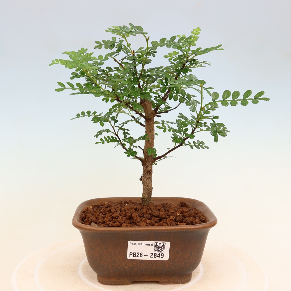 Pokojová bonsai - Zantoxylum piperitum - Pepřovník