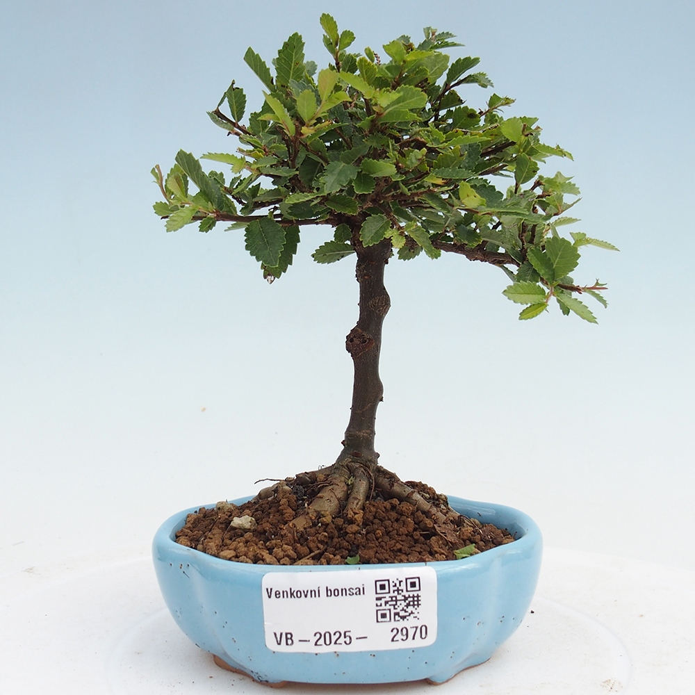 Venkovní bonsai - Ulmus parvifolia Sagei - Malolistý jilm