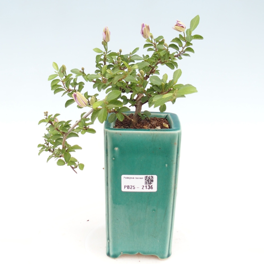 Pokojová bonsai - Grewia occidentalis - Hvězdice levandulová