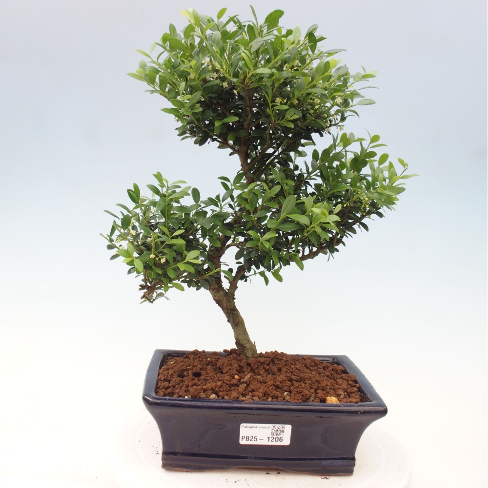 Pokojová bonsai - Ilex crenata - Cesmína