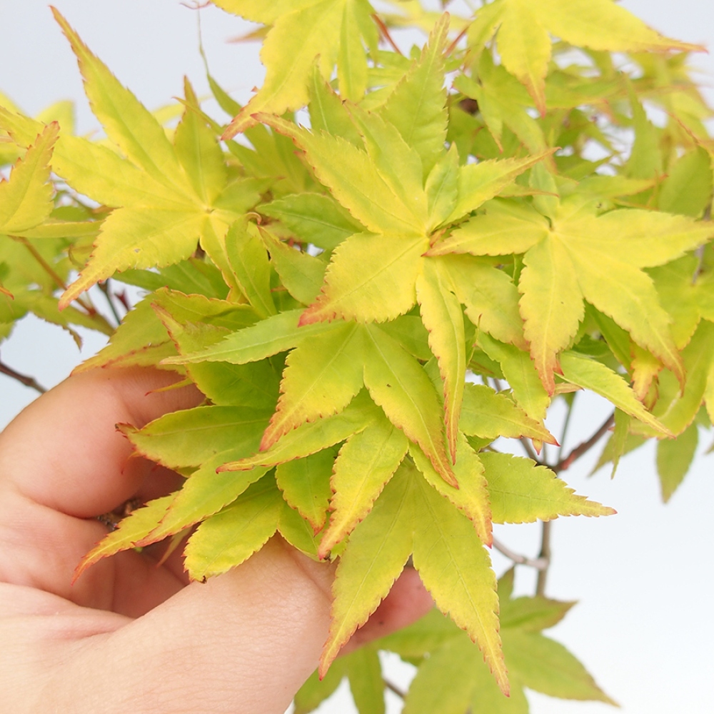 Venkovní bonsai -Javor dlanitolistý zlatý - Acer palmatum Aureum v kontejneru