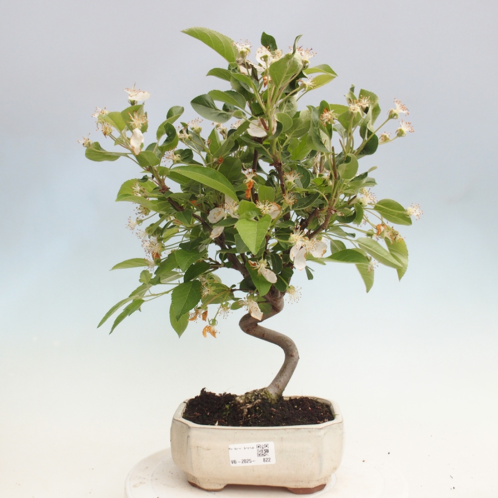 Venkovní bonsai -Malus halliana - Maloplodá jabloň