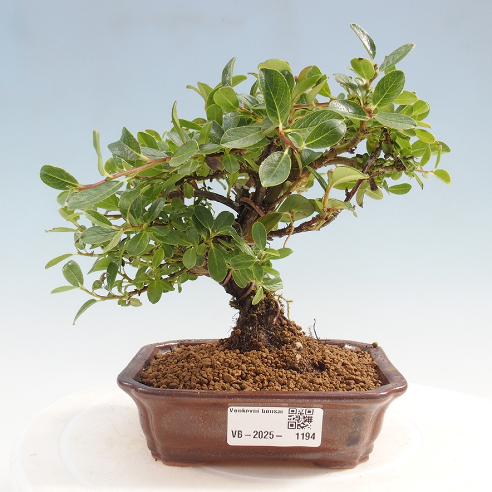 Venkovní bonsai - Cotoneaster horizontalis - Skalník
