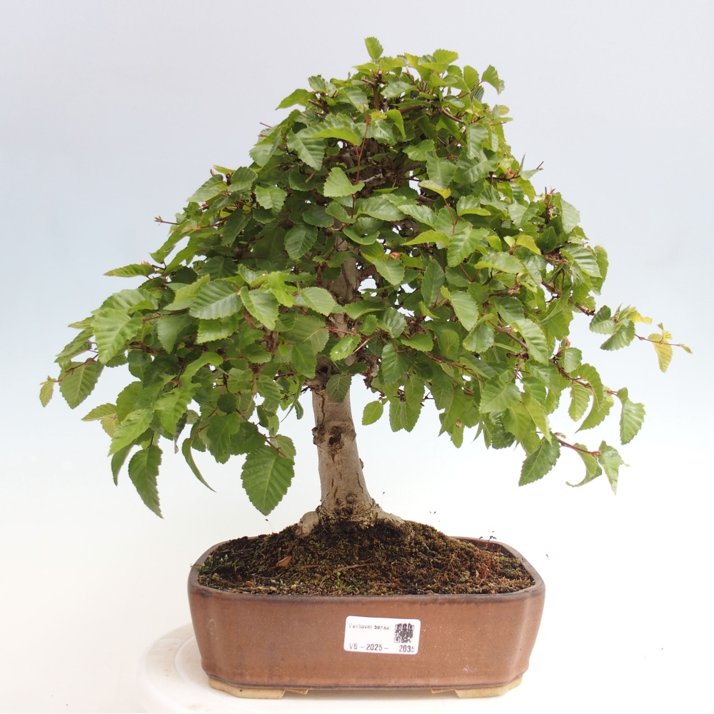 Venkovní bonsai -Carpinus CARPINOIDES - Habr korejský