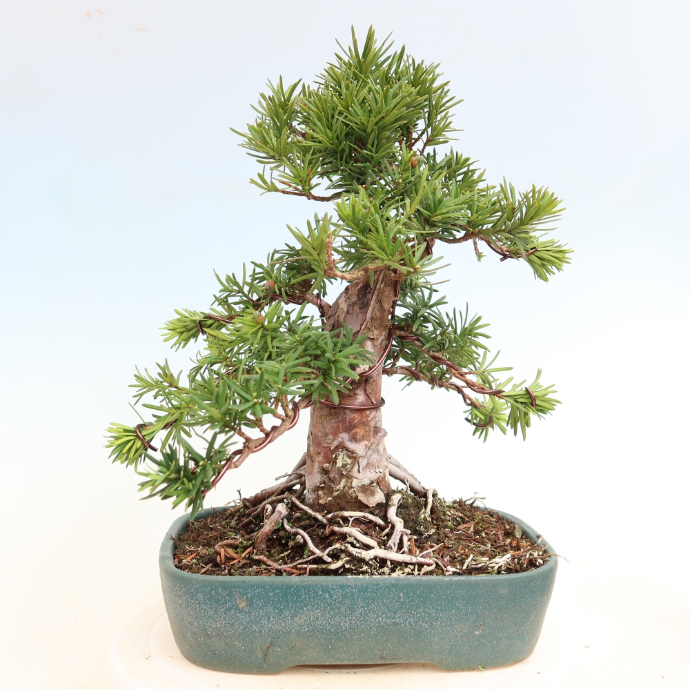 Venkovní bonsai - Taxus cuspidata  - Tis japonský