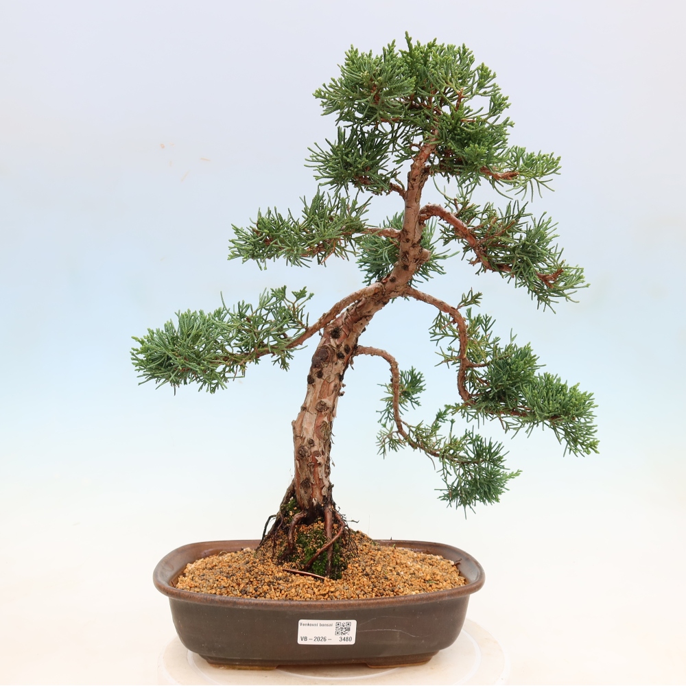 Venkovní bonsai - Juniperus chinensis Kishu -Jalovec čínský