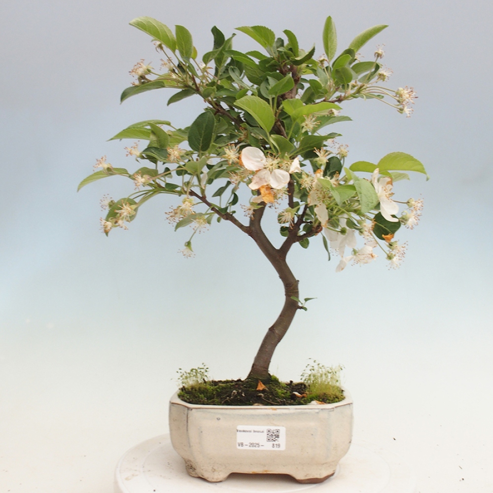 Venkovní bonsai -Malus halliana - Maloplodá jabloň
