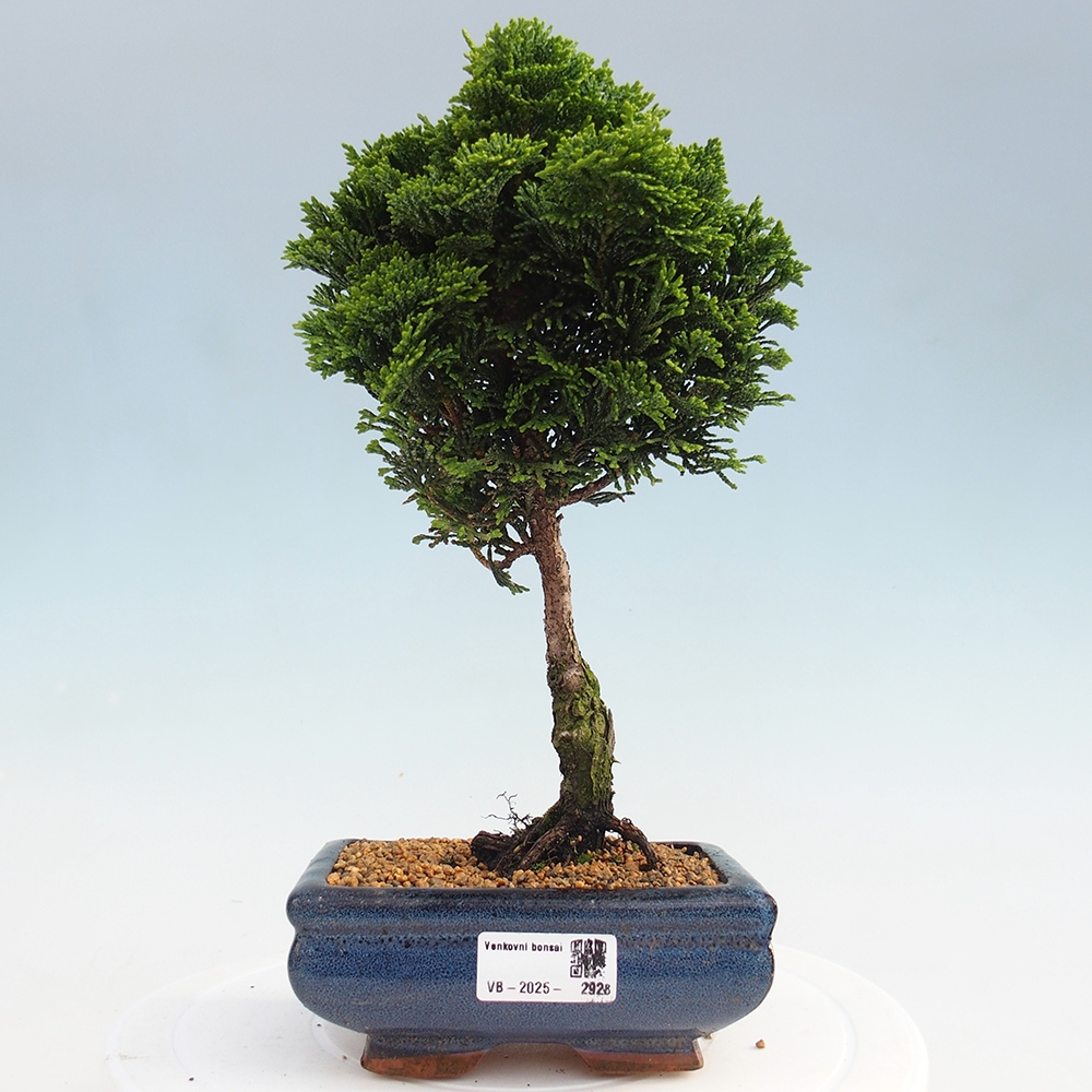 Venkovní bonsai - Cham.pis obtusa Nana Gracilis - Cypřišek
