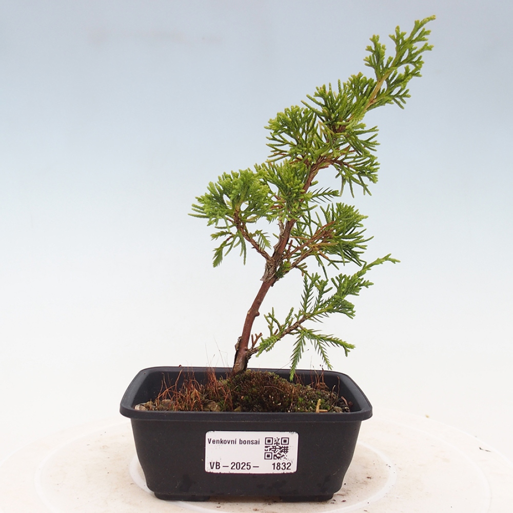 Venkovní bonsai - Juniperus chinensis Itoigawa -Jalovec čínský