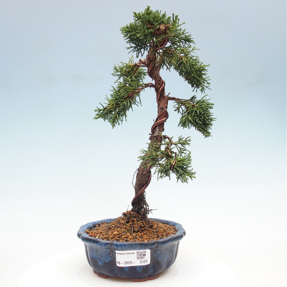 Venkovní bonsai - Juniperus chinensis Kishu -Jalovec čínský