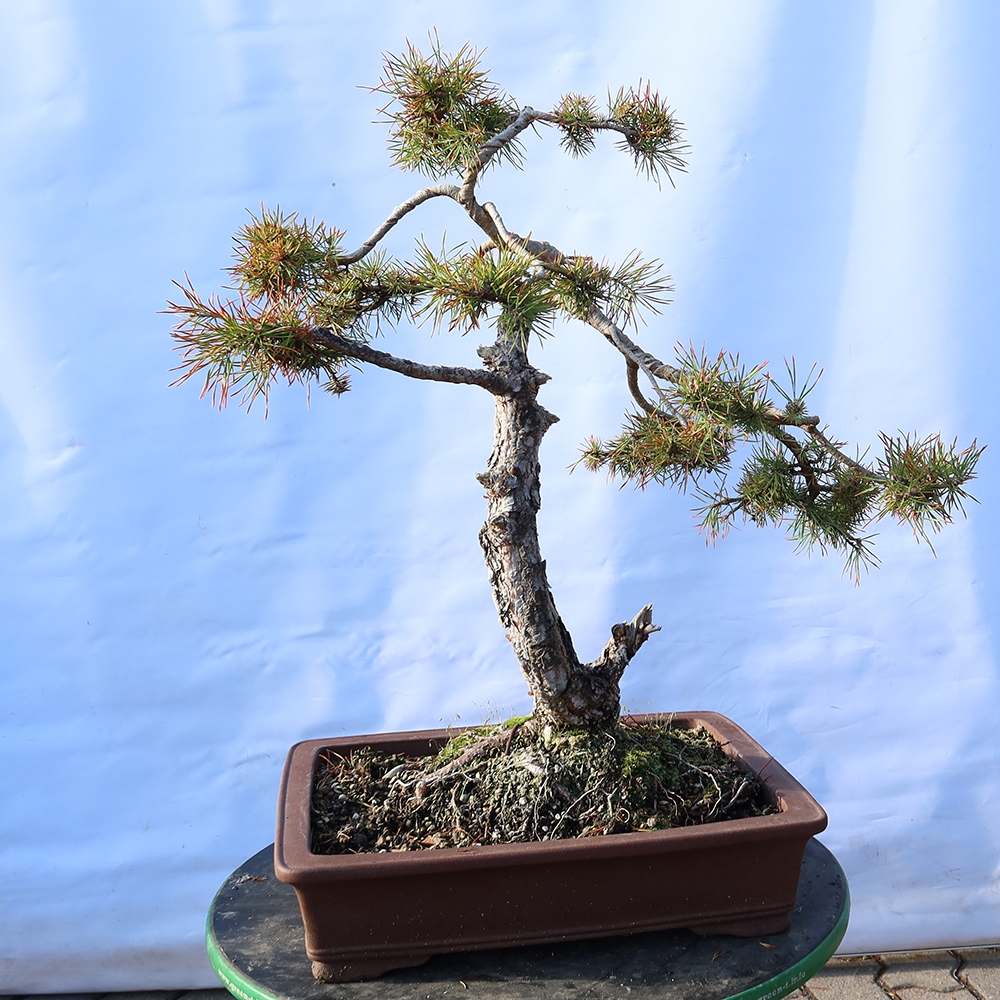 Pinus sylvestris Španělsko - borovice lesní
