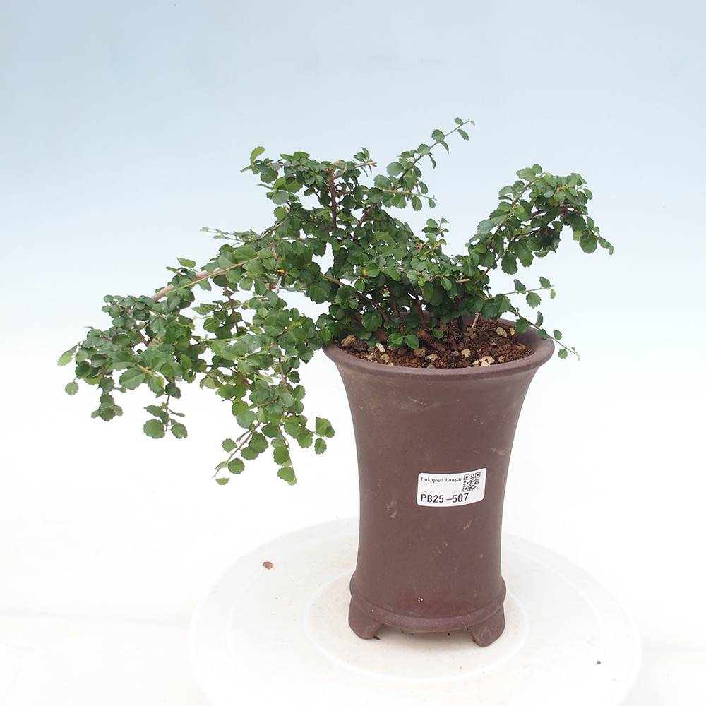 Pokojová bonsai - Grewia sp. - Grewie malolistá
