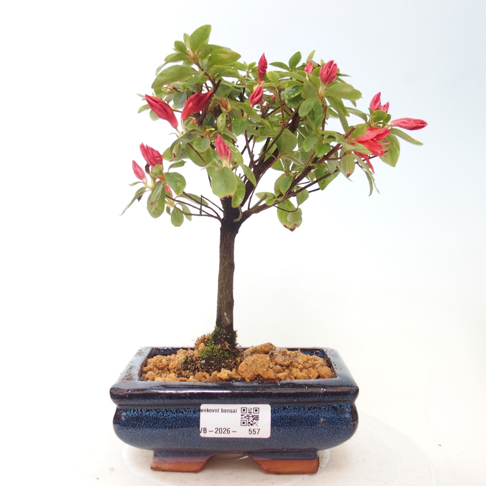 Venkovní bonsai - Japonská azalka - Azalea sp.