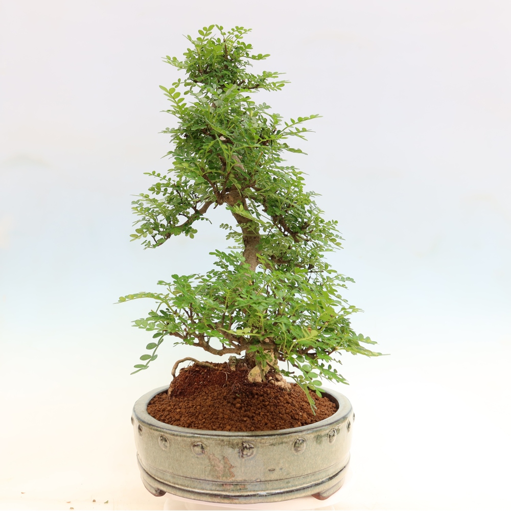Pokojová bonsai - Zantoxylum piperitum - pepřovník