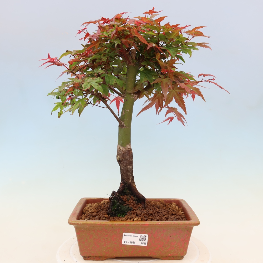 Javor dlanitolistý - Acer palmatum Beni Tsukasa