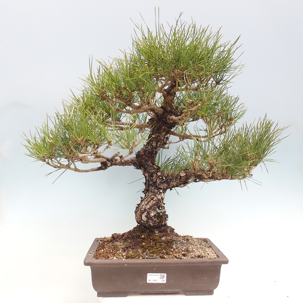 Venkovní bonsai - Pinus thunbergii - Borovice thunbergova