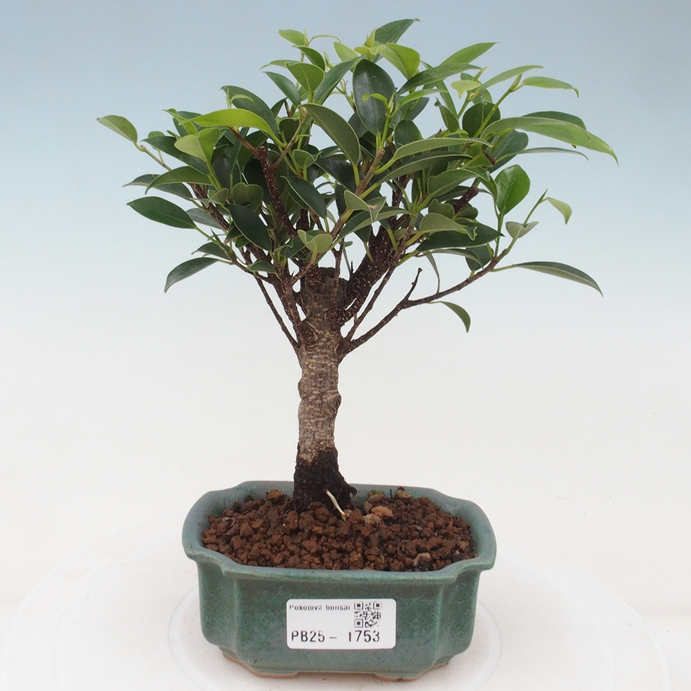 Pokojová bonsai Ficus retusa kimmen