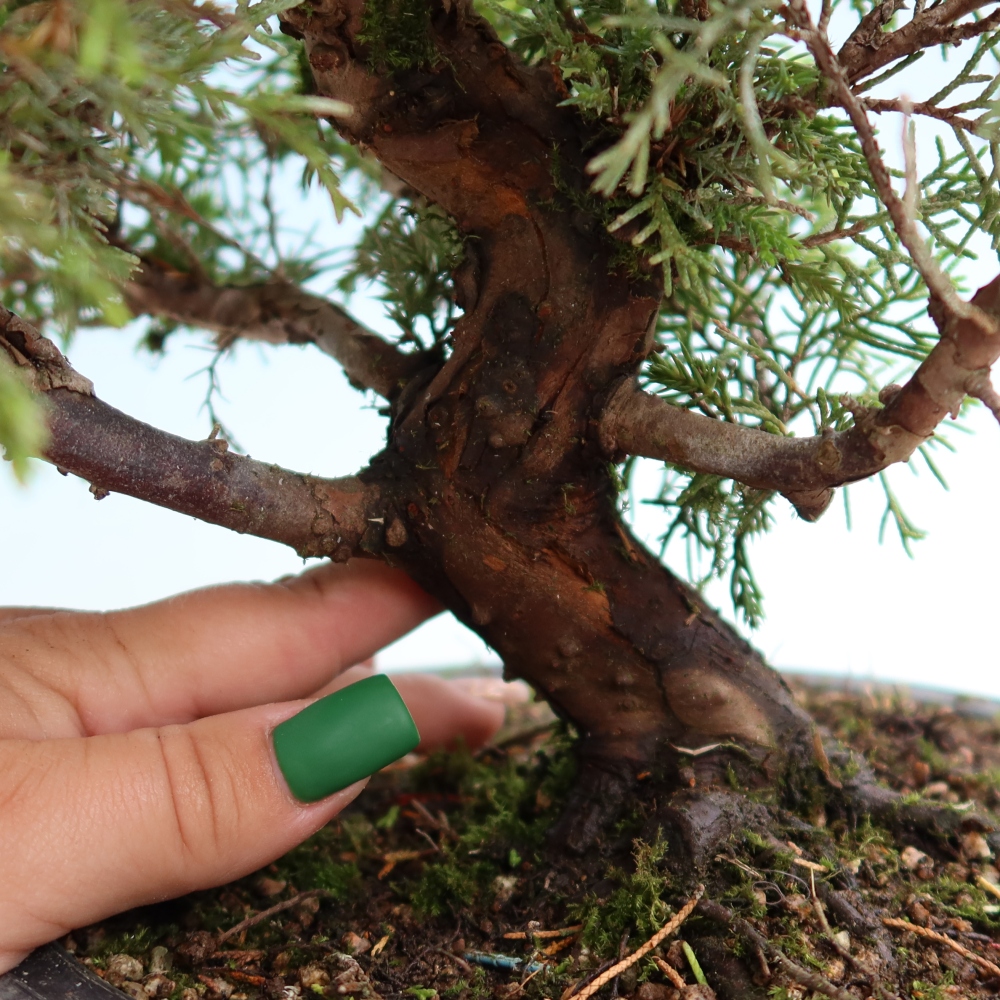 Venkovní bonsai - Juniperus chinensis Itoigawa-Jalovec čínský