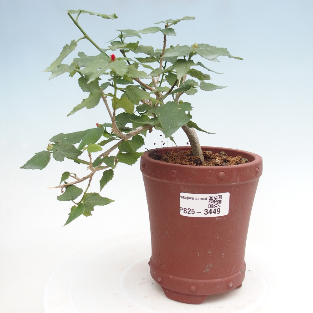 Pokojová bonsai - Malvaviscus arboreus - ibiškovec dřevnatý