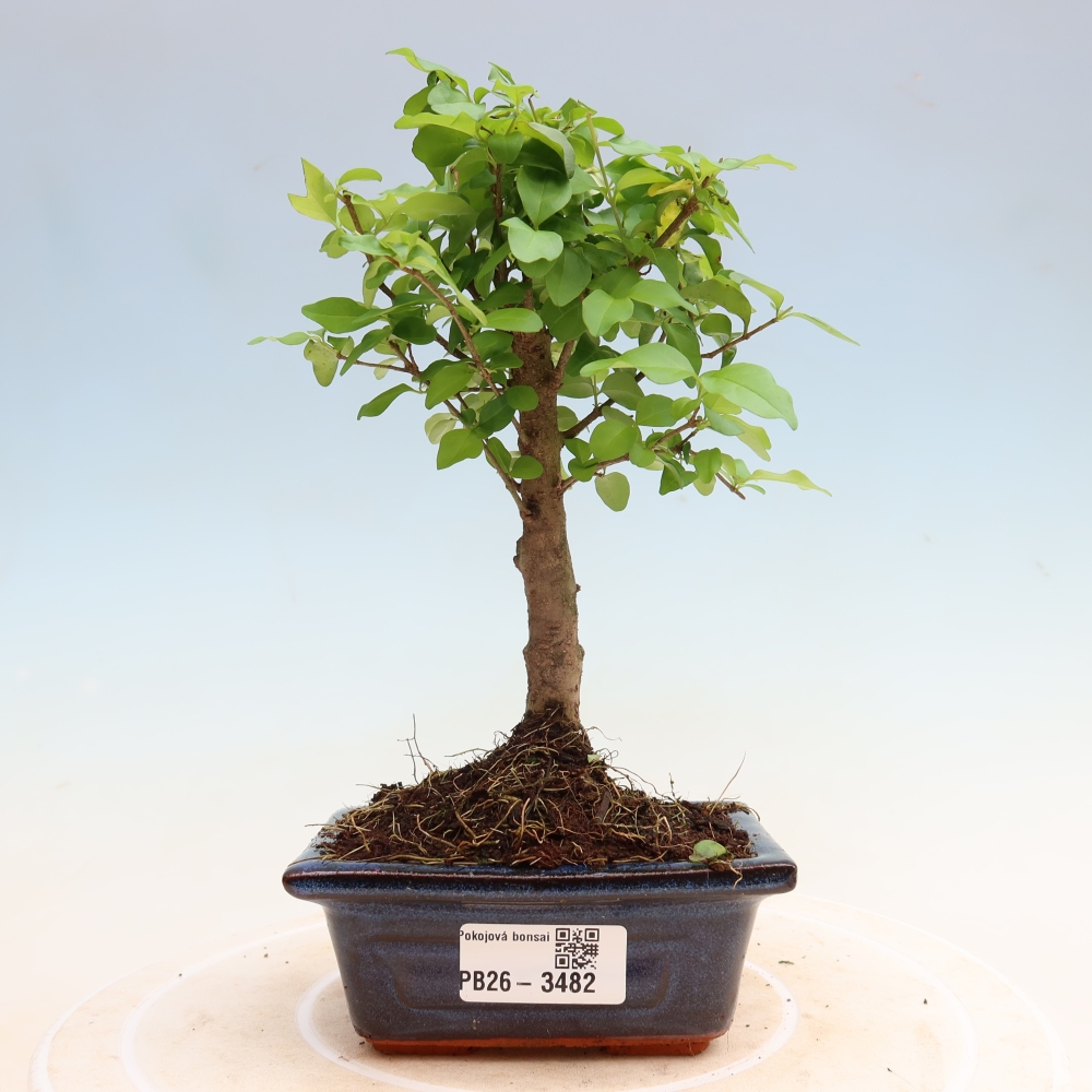 Pokojová bonsai -Ligustrum chinensis - Ptačí zob