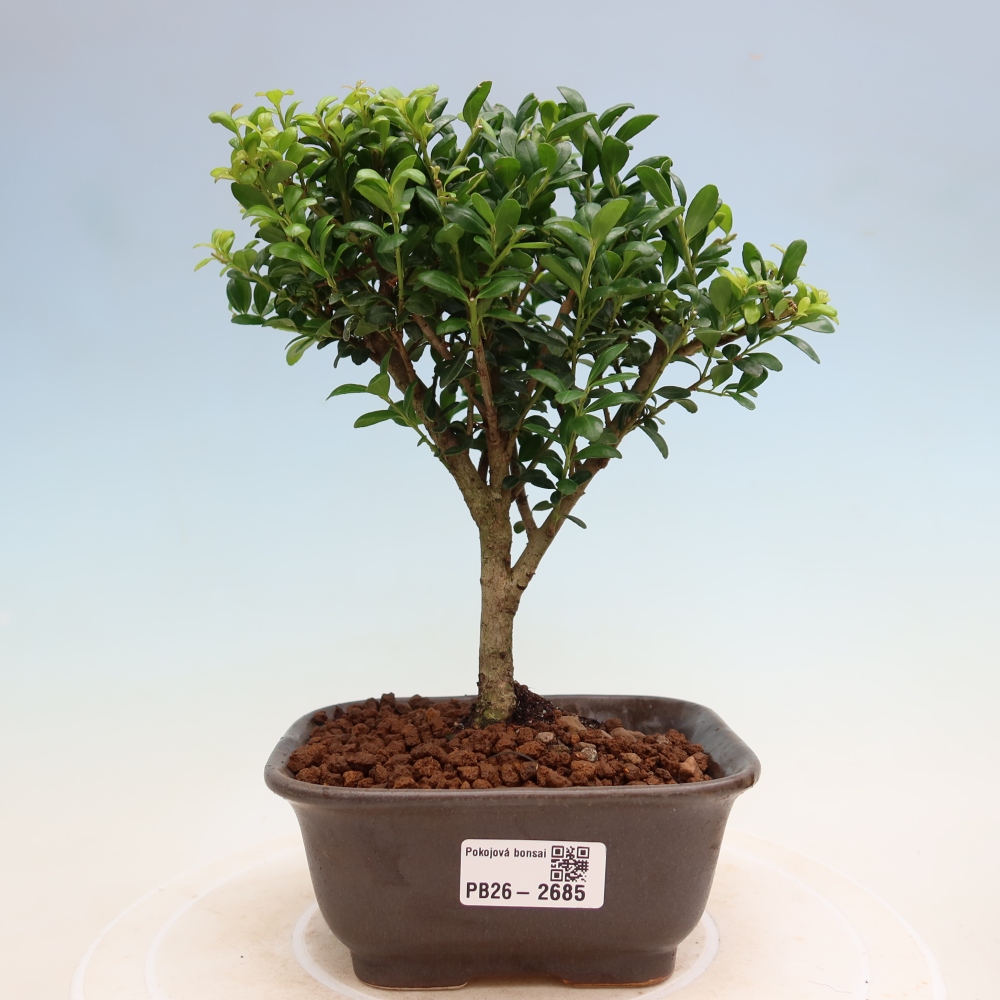 Pokojová bonsai - Ilex crenata - Cesmína
