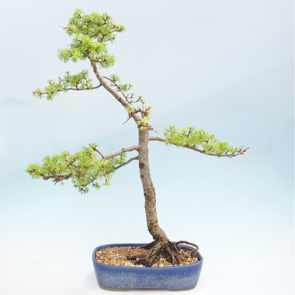 Venkovní bonsai -Larix decidua - Modřín opadavý 