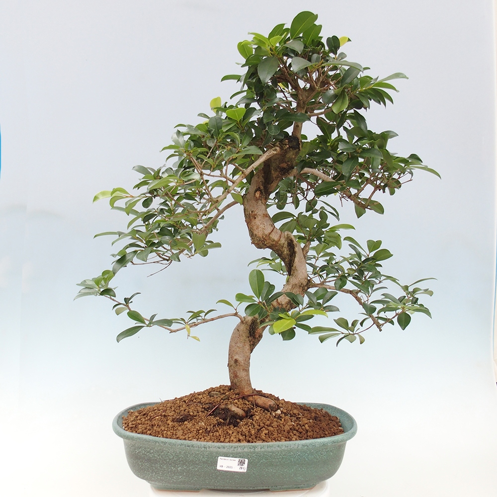 Pokojová bonsai - Australská třešeň - Eugenia uniflora - POUZE OSOBNÍ ODBĚR nebo paletová přeprava