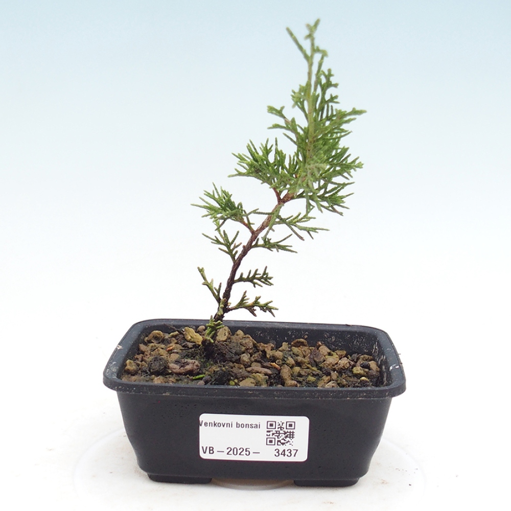 Venkovní bonsai - Juniperus chinensis Itoigawa -Jalovec čínský
