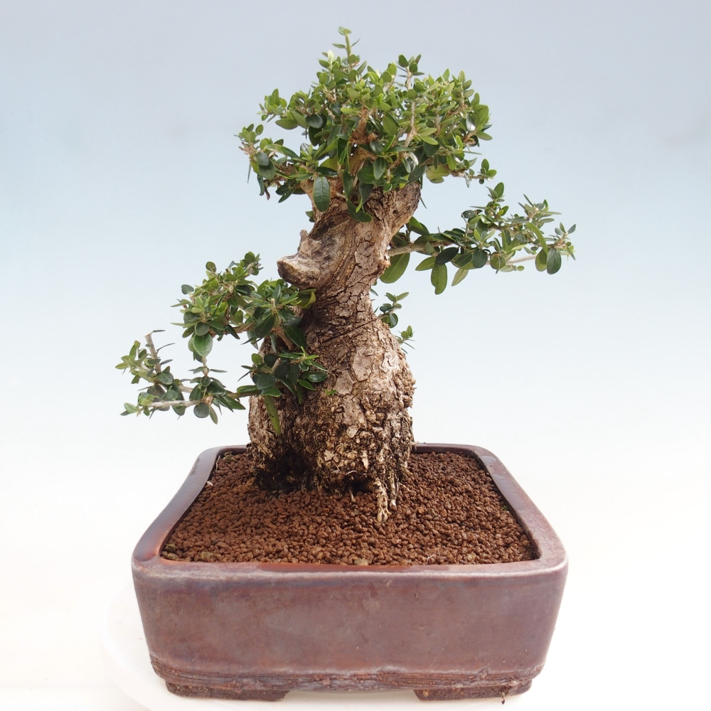 Pokojová bonsai - Olea europaea sylvestris -Oliva evropská drobnolistá